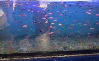 Estética Canina y Acuario 