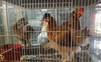 Barn Veterinary El Mezquite