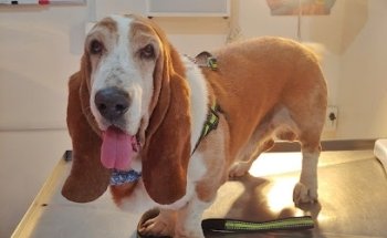 VETERINARIA LA MASCOTA II