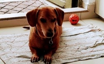 Consultorio Veterinario Carlos García Alcaraz