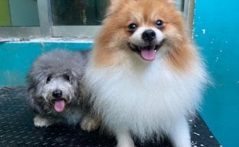 Centro Veterinario Healthy Dogs & Cats