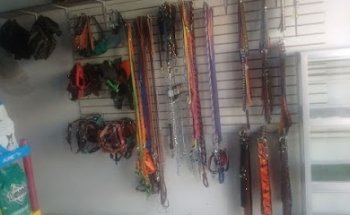 Veterinaria itzcuintli