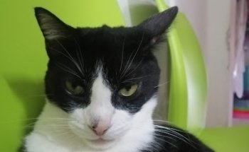 Clinica Veterinaria PEC