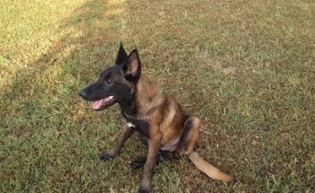 Veterinaria San Sebastianito