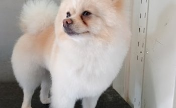 Mr. Guau Centro de Mascotas