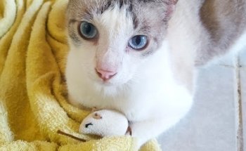 Hotel para perros Barking house