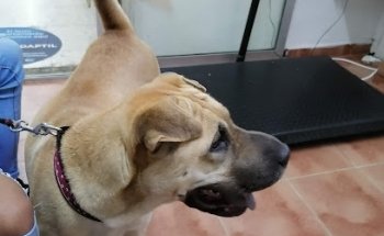 Animal World Veterinary Clinic