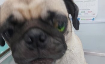 Clinica Veterinaria Animalitos