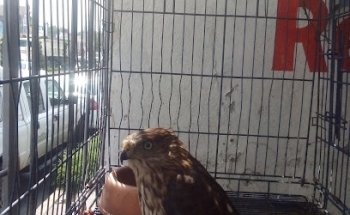 VETERINARIA Dr. J.L. Amador