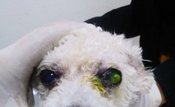 Veterinaria Mariana Dermatología,Oftalmología