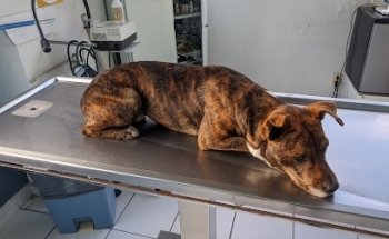 Veterinaria los Arcos