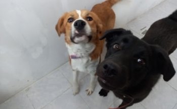 Veterinaria S.O.S VET