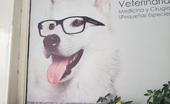 OFTALMOLOGO VETERINARIO Dr. Sergio Rodríguez Bazán