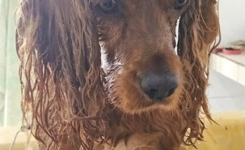 Veterinaria Las 3 Huastecas