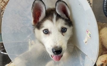 PIRSCH VETERINARIA XILOTZINGO