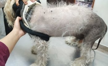 Clínica Veterinaria 