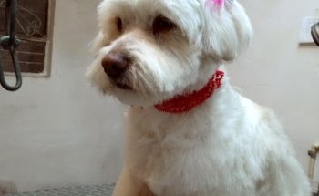 Veterinaria Mascotas Consentidas