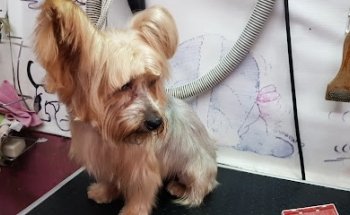 Veterinary & Spa L'perron