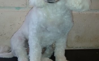 El Dogtor De Tu Mascota