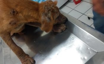 Clínica Veterinaria Reyes