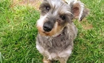 FARMACIA VETERINARIA HIRIO