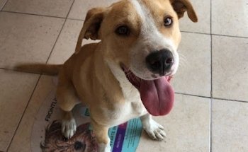 Clínica veterinaria Kenya