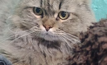 Veterinaria Peco's las aguilas