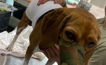 Clínica Veterinaria