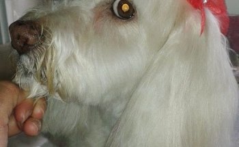 My Beauty Room Canina Huellitas