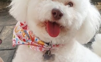 Veterinaria & Estetica Canina 