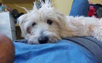 FARMACIA VETERINARIA MEDICO MESA