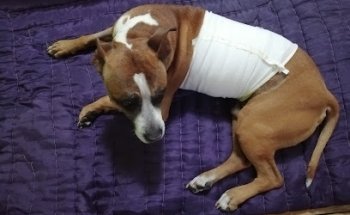 Clínica Integral para Mascotas