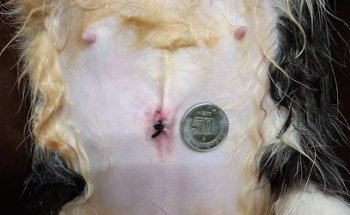 Animalitos Veterinaria