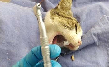 CLINICA VETERINARIA MUSA( Servicios Veterinarios Especializados)