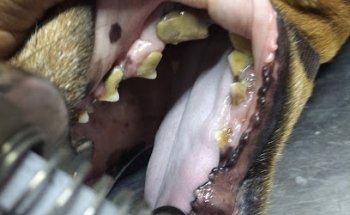 Clínica para Perros y Gatos