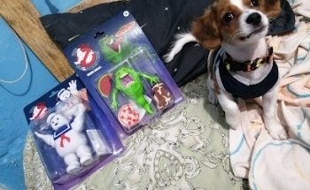 Perropolis Veterinaria