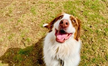 Clínica Veterinaria y Hotel para mascotas Alegría Canina