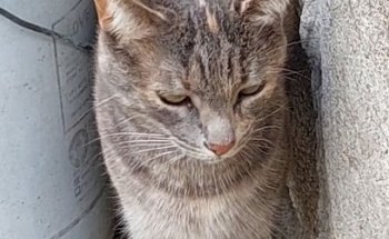 Clinica Veterinaria Alamos