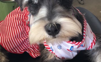 Veterinaria Patitas Rotas