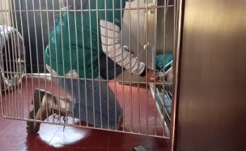 Centro Veterinario Alebrijes