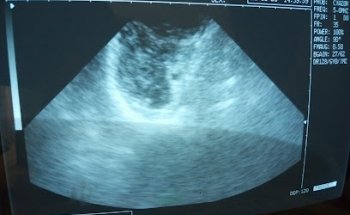 VETERINARIA CHAPULTEPEC