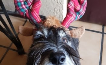 Clinica Veterinaria Guadalupe