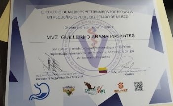 Occigastro de México