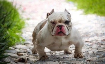 Raul Gutierrez Constante