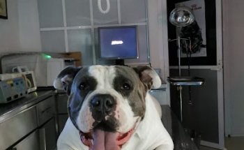 Integral CLIVETAR Vets