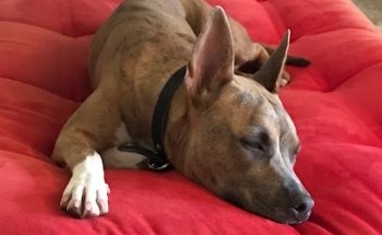 Operation B.C. Pet Morelos