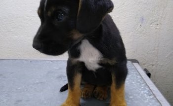 Animal Rock Veterinaria