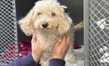 Snoopy Hospital - Spa - Boutique