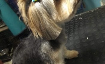 Clínica Veterinaria Pet's World