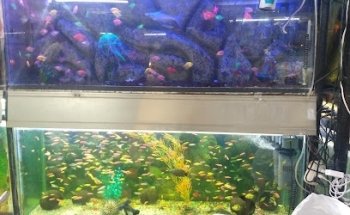 Veterinaria Faunaria